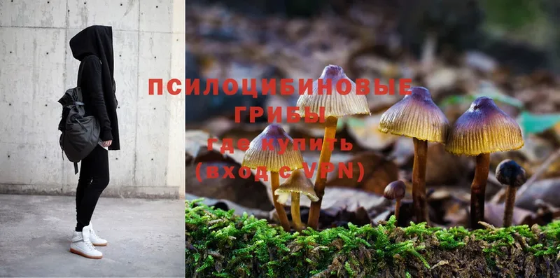 Псилоцибиновые грибы Psilocybine cubensis  наркошоп  Полярные Зори 